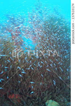 Underwater photo of a large group of coral reefs on Zamami Island Underwater photo of a large group of coral reefs on Zamami Island 137610174
