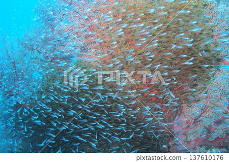 Underwater photo of golden-spotted fish swarming on the coral reefs of Zamami Island Underwater photo of golden-spotted fish swarming on the coral reefs of Zamami Island 137610176