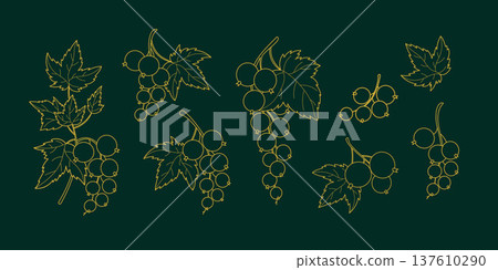 Luxury Golden Currant Line Art. Elegant Botanical Gold Berry Branches, Leaves on Dark Green Background Set. Isolated Outline Hand-Drawn Elements. Vector illustration Luxury Golden Currant Line Art. Elegant Botanical Gold Berry Branches, Leaves on Dark Green Background Set. Isolated Outline Hand-Drawn Elements. Vector illustration 137610290