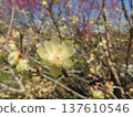 Winter plum is a translucent, waxy flower that blooms from winter to early spring. 137610546