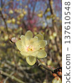 Winter plum is a translucent, waxy flower that blooms from winter to early spring. 137610548
