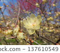 Winter plum is a translucent, waxy flower that blooms from winter to early spring. 137610549