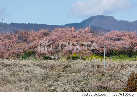 View of the Minago Plum Grove from Umenosato Bridge. 137610560