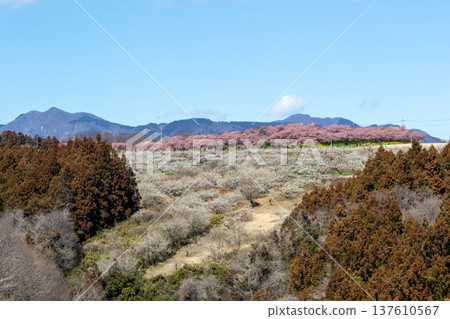 View of the Minago Plum Grove from Umenosato Bridge. View of the Minago Plum Grove from Umenosato Bridge. 137610567