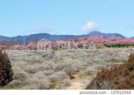 View of the Minago Plum Grove from Umenosato Bridge. 137610568