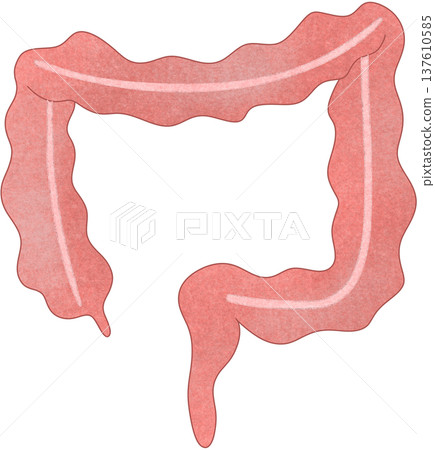 colon anatomy colon anatomy 137610585