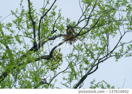 Peregrine falcon perching on a branch 137610602