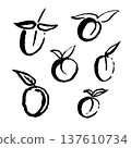 Set of minimalist sketches of plums or ume fruits with leaves in traditional Asian brush style. Ink black hand drawn line illustration on white background. 137610734