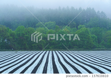 A beautiful striped landscape of farmland 137610810