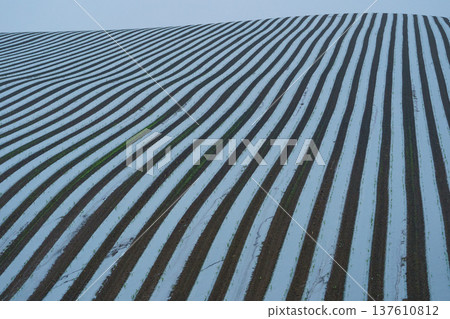 A beautiful striped landscape of farmland 137610812