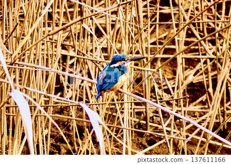 Kingfisher aiming for prey Kingfisher aiming for prey 137611166