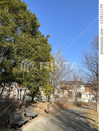 藍天白雲,林蔭大道,公園長椅,寧靜步道,景色宜人。 藍天白雲,林蔭大道,公園長椅,寧靜步道,景色宜人。 137611174