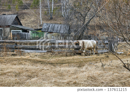 Cow standing near wooden fence in village field. Domestic animal on farm in countryside. Rustic landscape with old wooden house and dried grass. Agriculture and traditional cattle lifestyle. Cow standing near wooden fence in village field. Domestic animal on farm in countryside. Rustic landscape with old wooden house and dried grass. Agriculture and traditional cattle lifestyle. 137611215