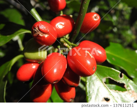 Aoki fruit ripens in early spring 137611251