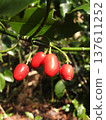 Aoki fruit ripens in early spring 137611252