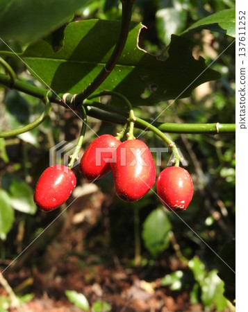 Aoki fruit ripens in early spring 137611252