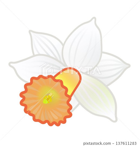 Daffodil flower illustration Daffodil flower illustration 137611283