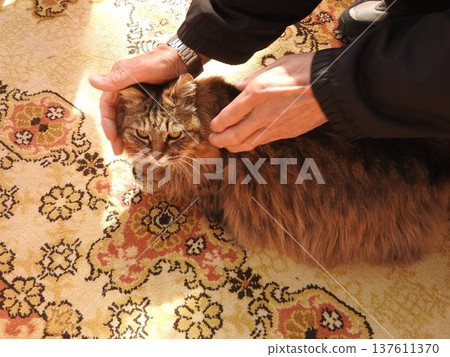 Siberian, a large cat native to Siberia 137611370