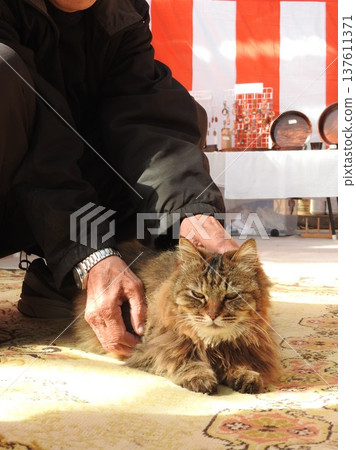 Siberian, a large cat native to Siberia Siberian, a large cat native to Siberia 137611371