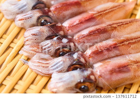 原料螢火蟲魷魚 原料螢火蟲魷魚 137611712