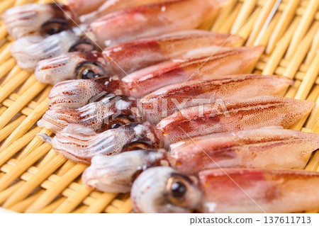 原料螢火蟲魷魚 原料螢火蟲魷魚 137611713