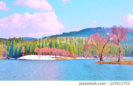 仲子池的櫻花與殘雪交相輝映 137611753