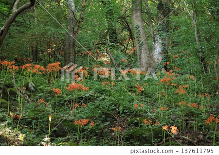 Fresh fox conser Fresh fox conser 137611795