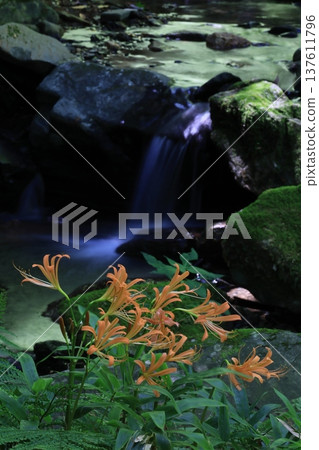 Fresh fox conser Fresh fox conser 137611796