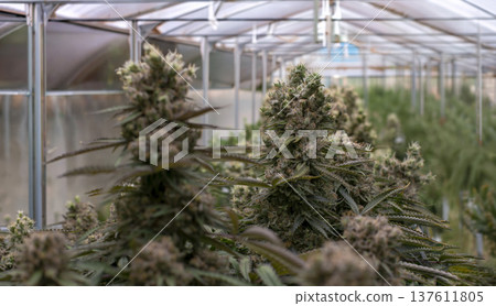 greenhouse cultivation of medical cannabis plants with large flowering buds for CBD and THC oil production in a modern legal agricultural facility 137611805