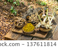 Assortment of fresh Thai herbal rhizomes including turmeric, galangal, and fingerroot on a wooden tray in a garden setting. Perfect for cooking and traditional medicine themes 137611814