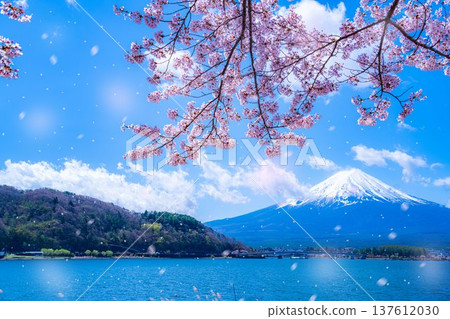 [Cherry Blossom Snowstorm Material] Mt. Fuji and cherry blossom snowstorm seen from the north shore of Lake Kawaguchi with cherry blossoms in full bloom [Yamanashi Prefecture] 137612030