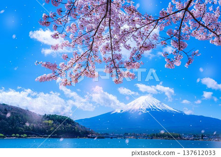 [Cherry Blossom Snowstorm Material] Mt. Fuji and cherry blossom snowstorm seen from the north shore of Lake Kawaguchi with cherry blossoms in full bloom [Yamanashi Prefecture] 137612033
