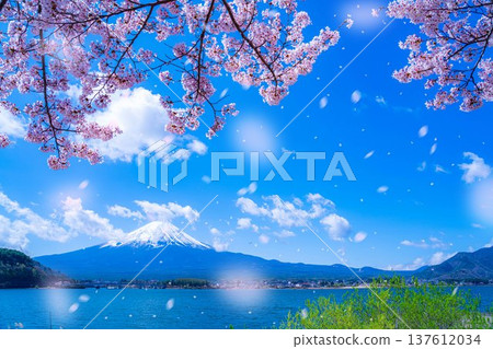 [Cherry Blossom Snowstorm Material] Mt. Fuji and cherry blossom snowstorm seen from the north shore of Lake Kawaguchi with cherry blossoms in full bloom [Yamanashi Prefecture] 137612034