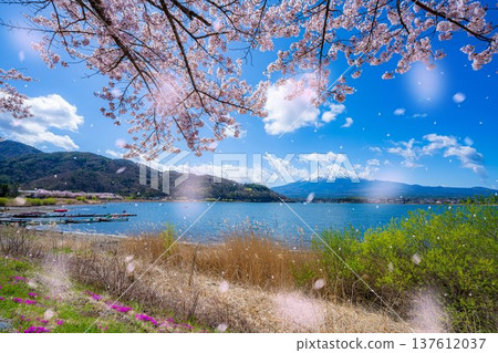 [Cherry Blossom Snowstorm Material] Mt. Fuji and cherry blossom snowstorm seen from the north shore of Lake Kawaguchi with cherry blossoms in full bloom [Yamanashi Prefecture] 137612037