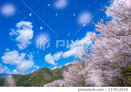 [Cherry Blossom Snowstorm Material] Mt. Fuji and cherry blossom snowstorm seen from the north shore of Lake Kawaguchi with cherry blossoms in full bloom [Yamanashi Prefecture] 137612039