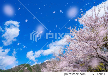 [Cherry Blossom Snowstorm Material] Mt. Fuji and cherry blossom snowstorm seen from the north shore of Lake Kawaguchi with cherry blossoms in full bloom [Yamanashi Prefecture] 137612041