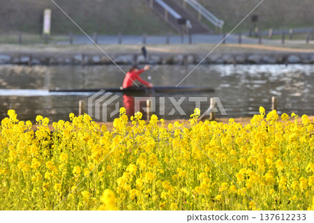 A person paddling a canoe on the Kyu-Nakagawa River, where rape blossoms bloom on the riverbank A person paddling a canoe on the Kyu-Nakagawa River, where rape blossoms bloom on the riverbank 137612233