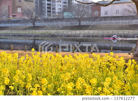 A person paddling a canoe on the Kyu-Nakagawa River, where rape blossoms bloom on the riverbank A person paddling a canoe on the Kyu-Nakagawa River, where rape blossoms bloom on the riverbank 137612277