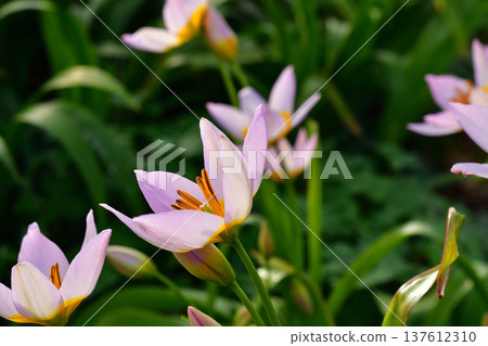 Tulipa saxatilis (original tulip) flowers blooming in Parc Monceau. Photographed on March 7, 2026. Tulipa saxatilis (original tulip) flowers blooming in Parc Monceau. Photographed on March 7, 2026. 137612310