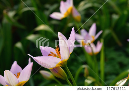 Tulipa saxatilis (original tulip) flowers blooming in Parc Monceau. Photographed on March 7, 2026. 137612311