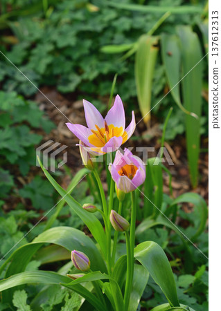 Tulipa saxatilis (original tulip) flowers blooming in Parc Monceau. Photographed on March 7, 2026. Tulipa saxatilis (original tulip) flowers blooming in Parc Monceau. Photographed on March 7, 2026. 137612313