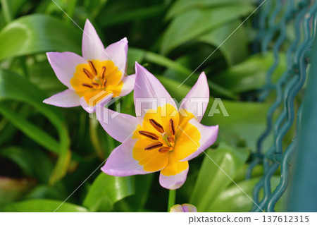 Tulipa saxatilis (original tulip) flowers blooming in Parc Monceau. Photographed on March 7, 2026. Tulipa saxatilis (original tulip) flowers blooming in Parc Monceau. Photographed on March 7, 2026. 137612315