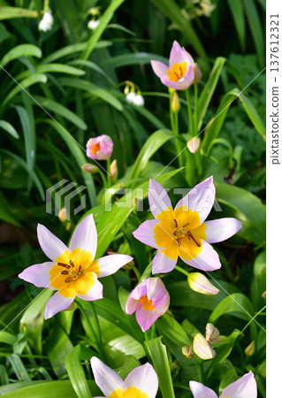 Tulipa saxatilis (original tulip) flowers blooming in Parc Monceau. Photographed on March 7, 2026. Tulipa saxatilis (original tulip) flowers blooming in Parc Monceau. Photographed on March 7, 2026. 137612321