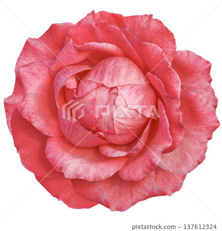 beautiful red rose isolated in white background beautiful red rose isolated in white background 137612324