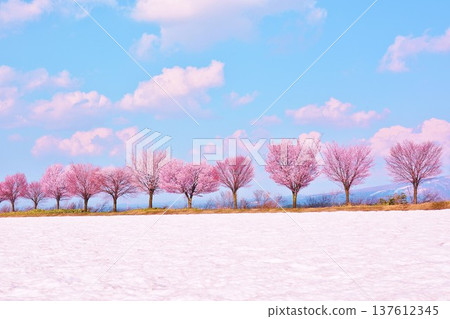 早春時節，在津南町沖之原高原上，雪中的櫻花在藍天的襯托下熠熠生輝。 137612345