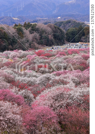 七彩梅花 137612580