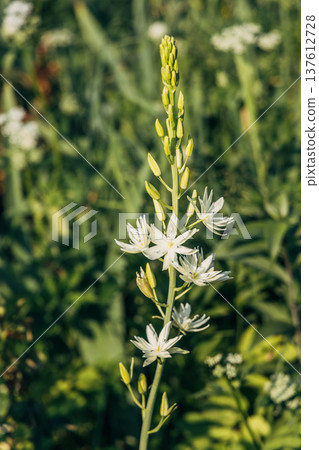 Camassia leichtlinii Caerulea flower in a garden 137612728