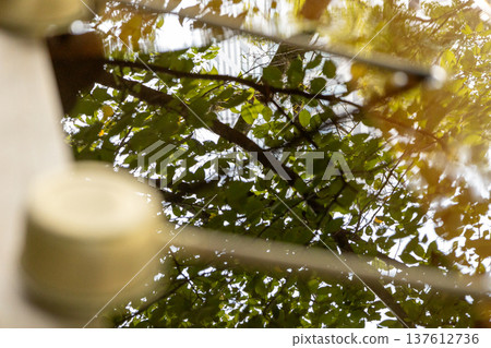 Nogi Park, August: Trees and a ladle reflected in the water of the chozuya (purification fountain) 137612736