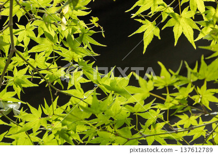 Nogi Park, August, Green Maple Leaves 137612789