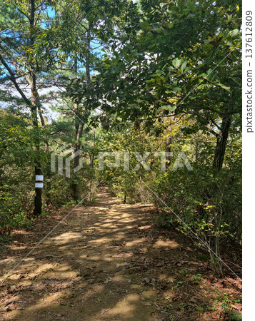It's a dense forest path 137612809